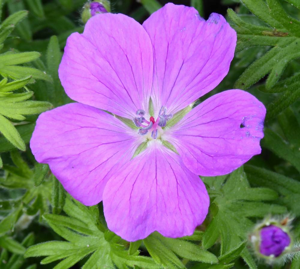 Geranium