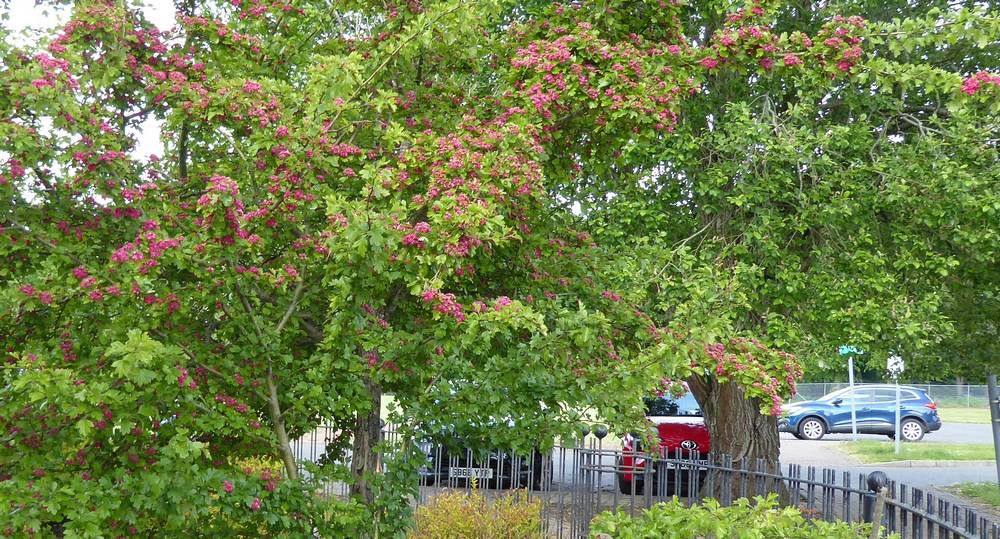 One of the red hawthorn trees outside the Fountain Hall, Lesmahagow