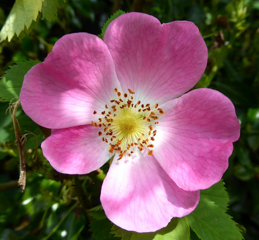 Wild Rose