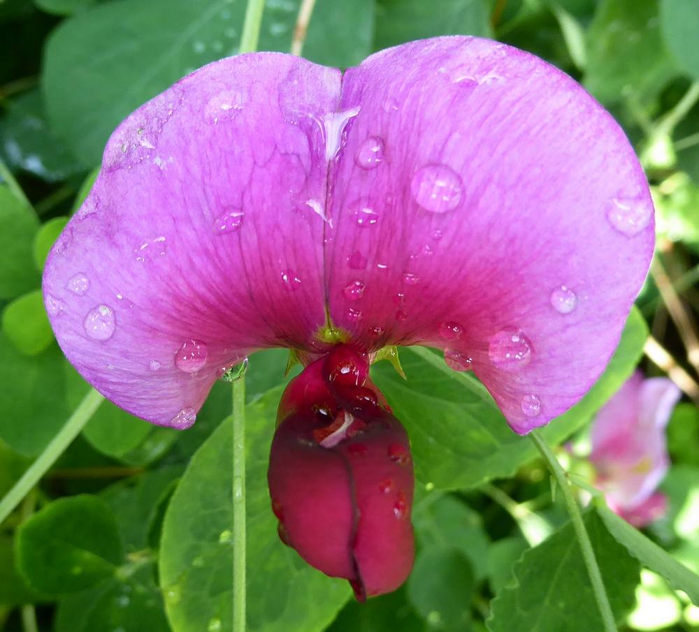 Everlasting Sweet Pea