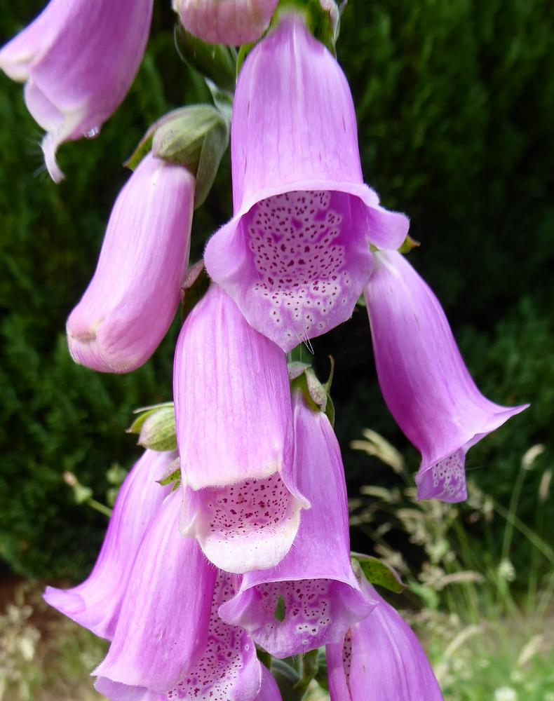 Foxglove