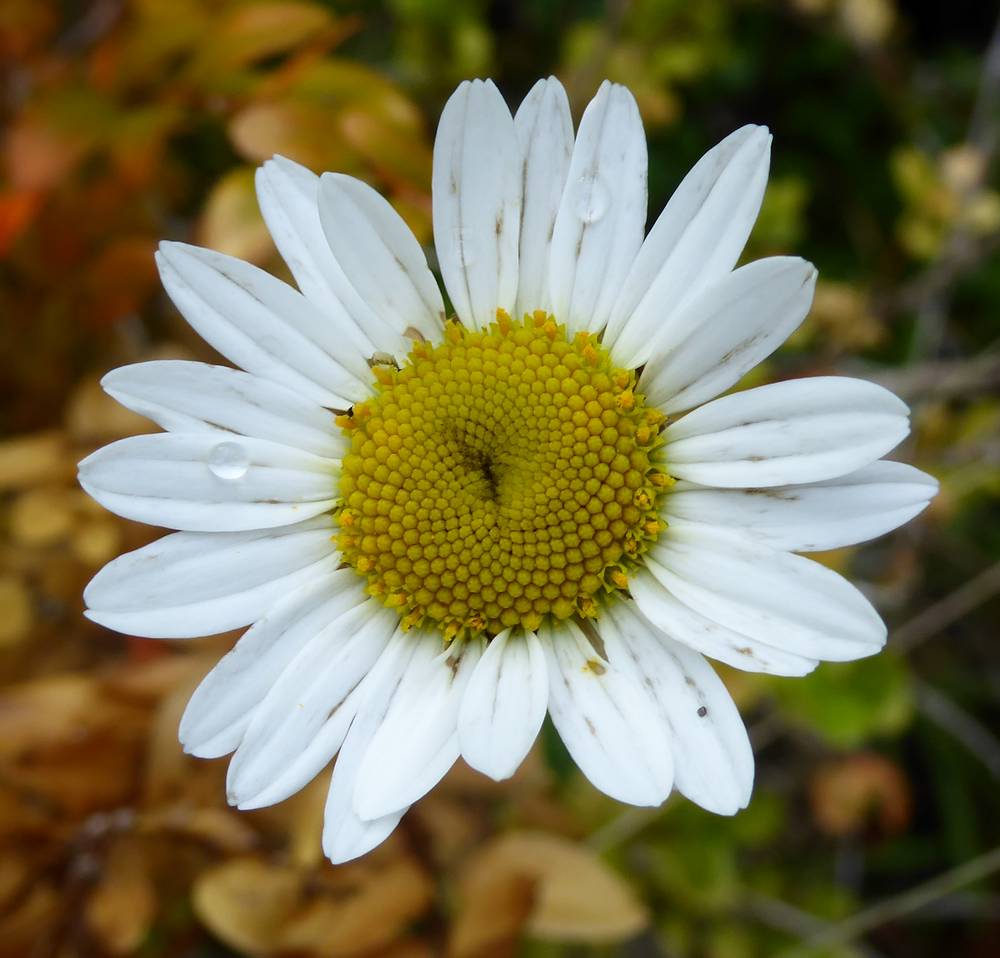 Oxeye Daisy