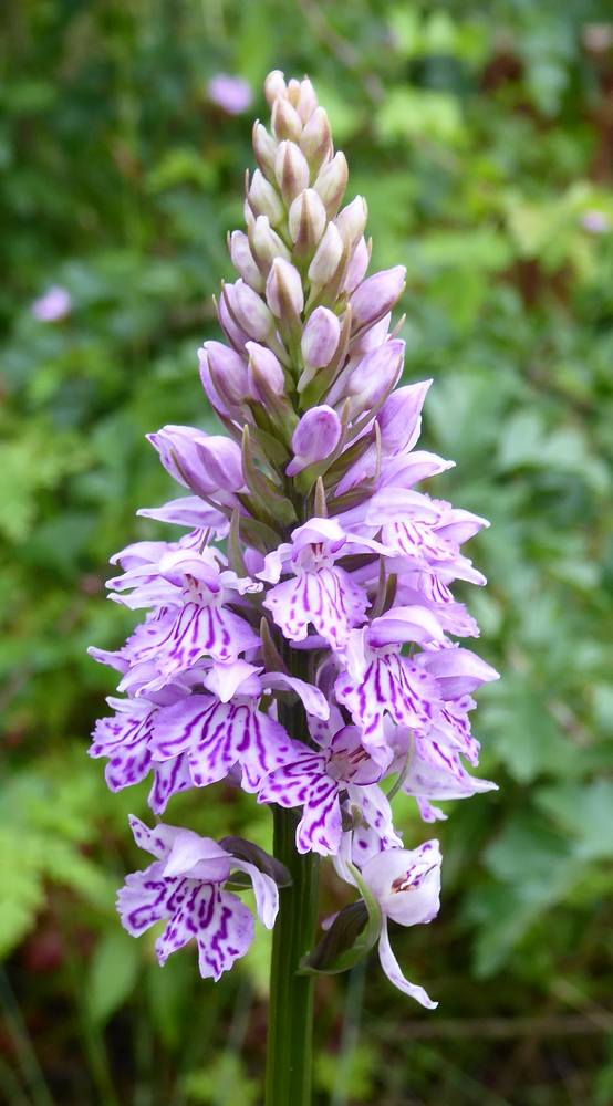 Common Spotted Orchid