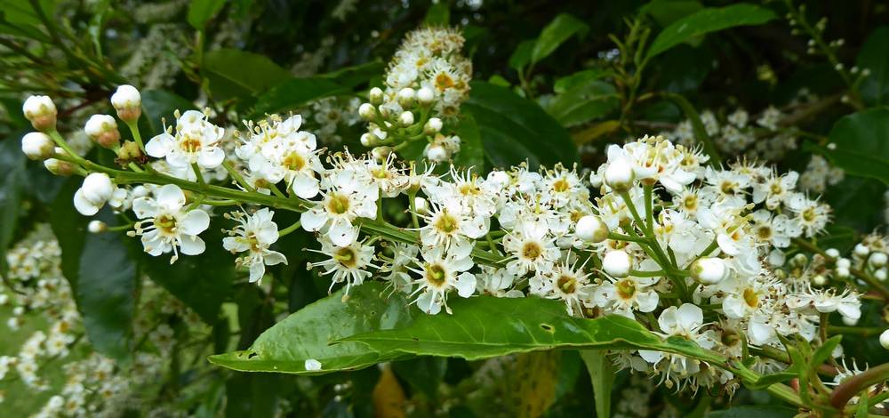 Portuguese Laurel Blossom