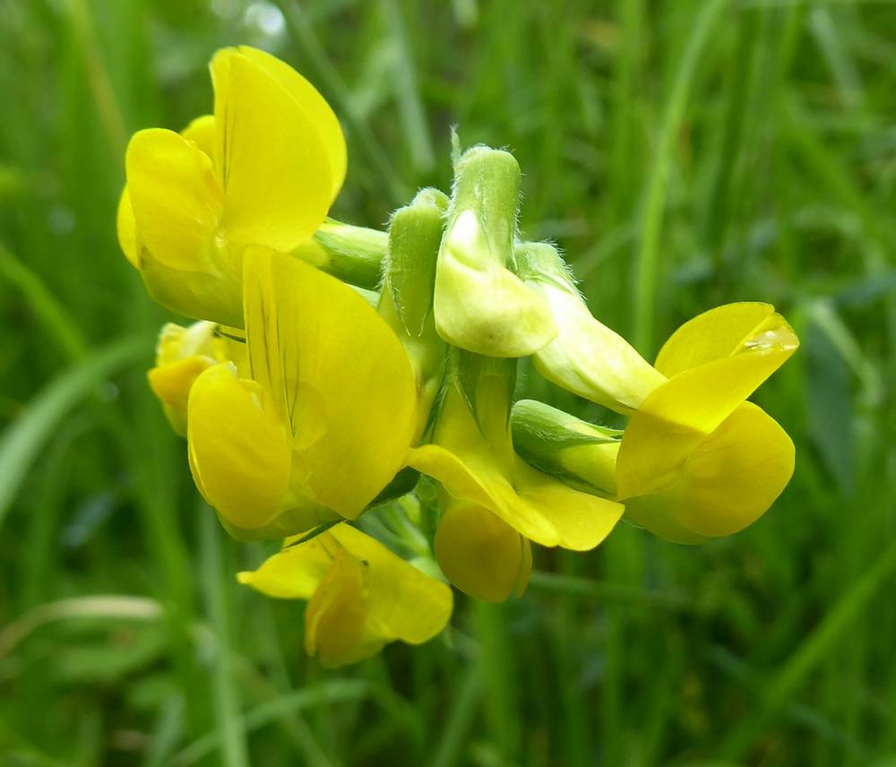 Bird's-foot trefoil