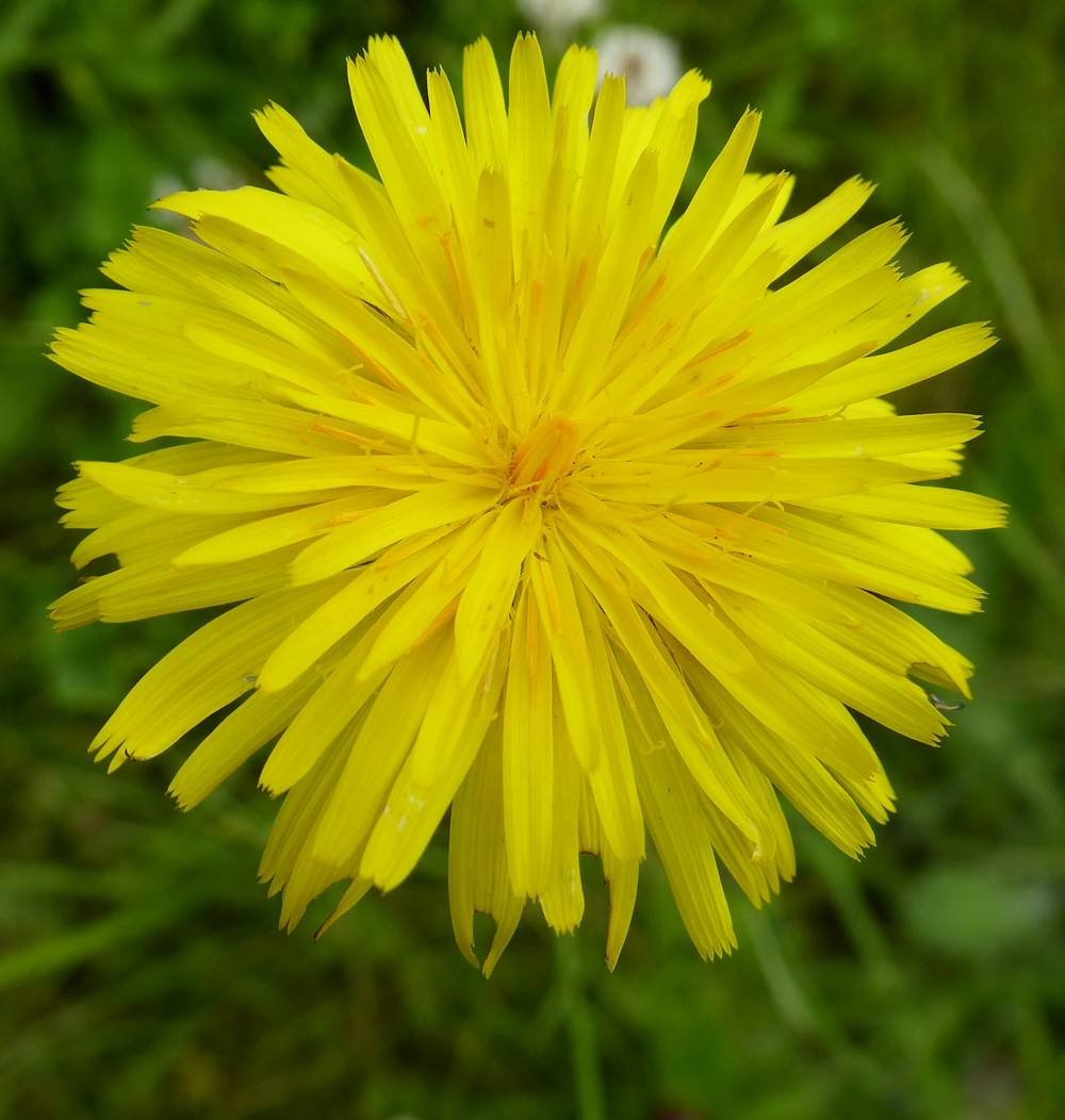 Hawkbit