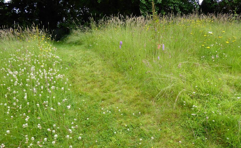 A mown path through an unmown area. On the left, buttercups and white clover while on the right can be seen common spotted orchids, hawkbits and an oxeye daisy.