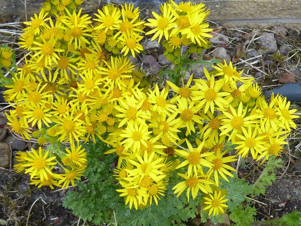 Common Ragwort.