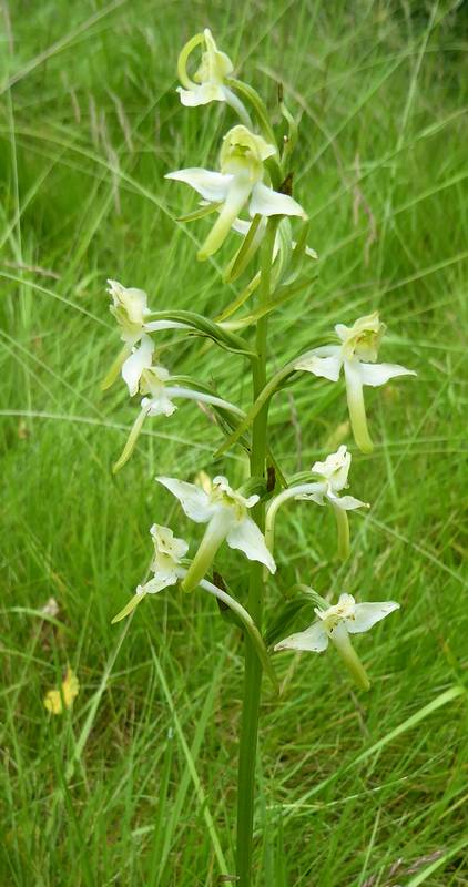An unexpected wildflower - a butterfly orchid.