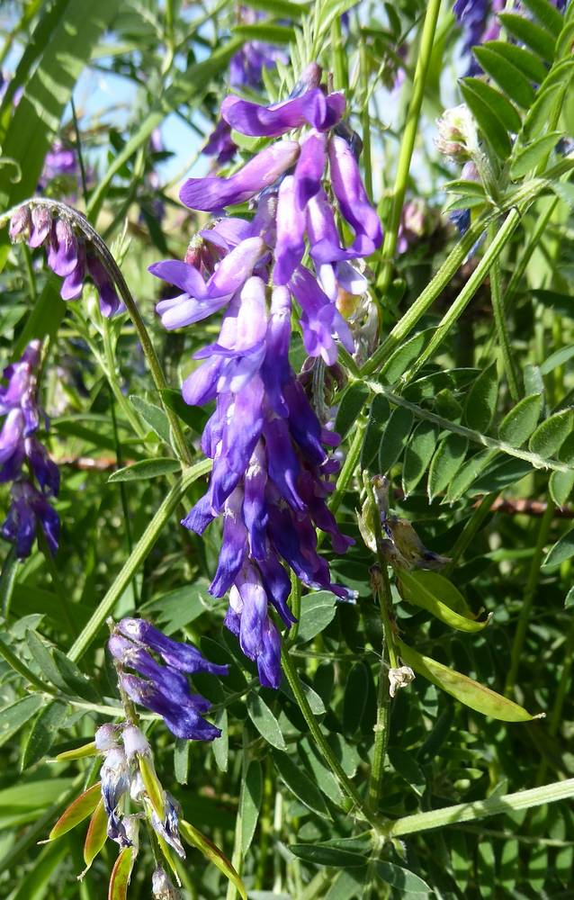 Tufted Vetch