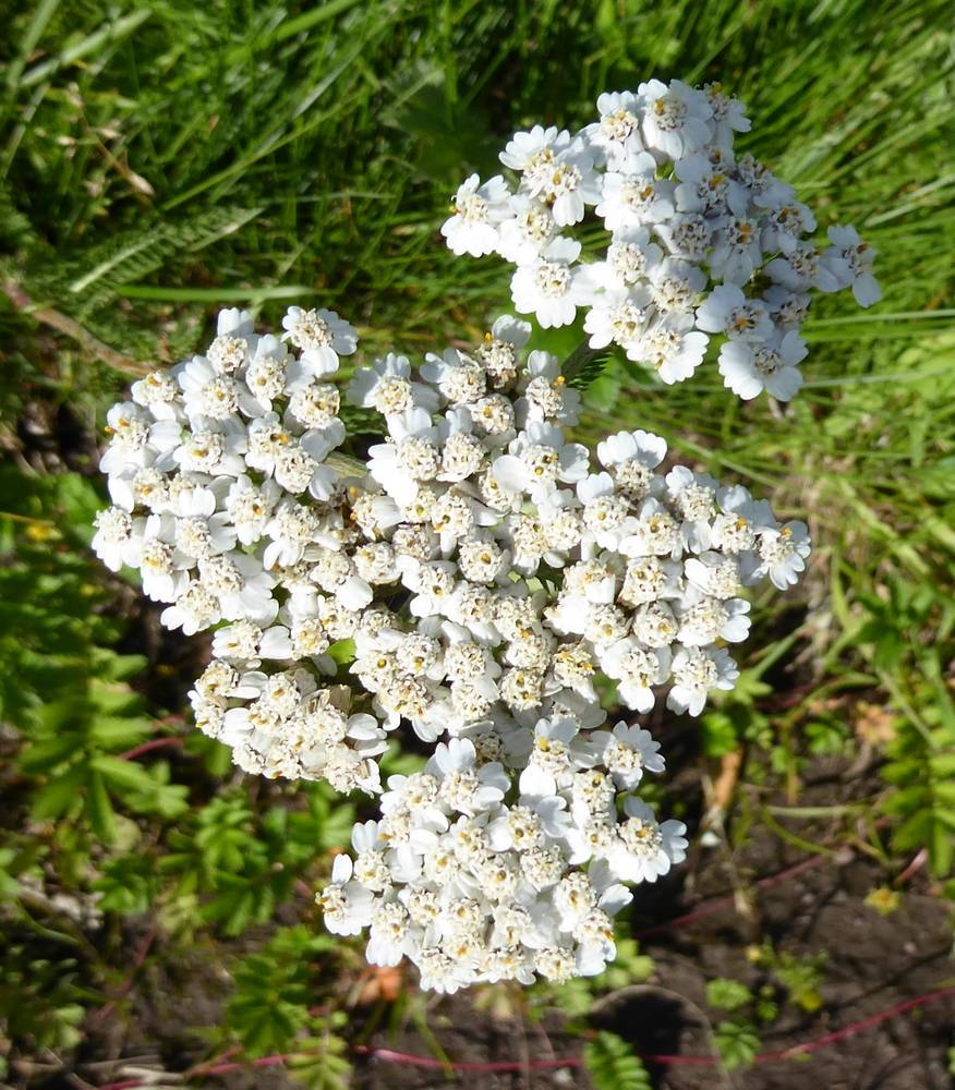 Yarrow