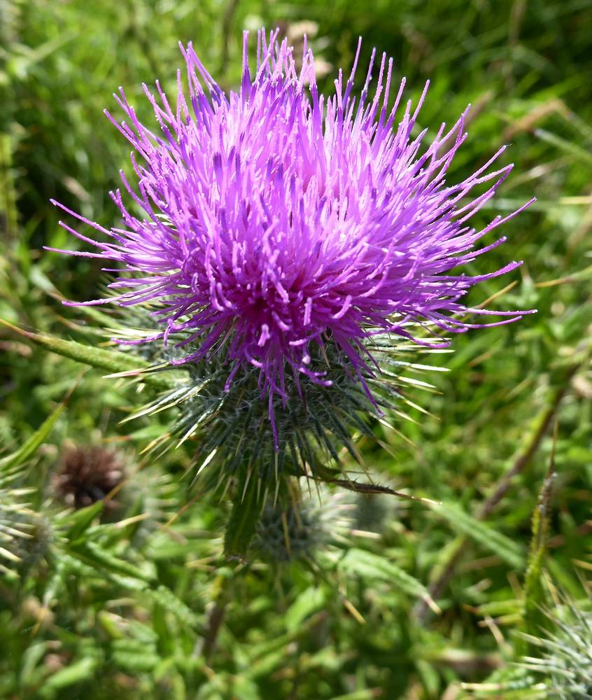 Thistle