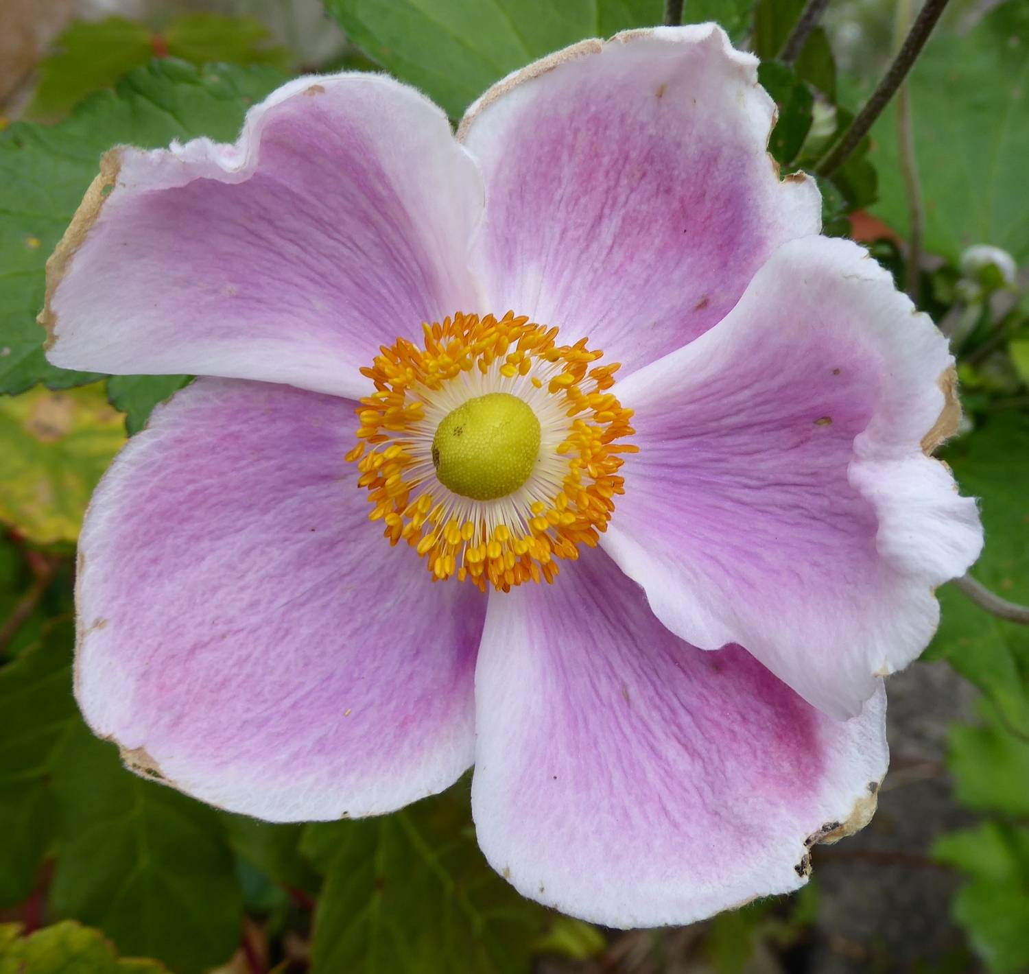 Japanese Anemone