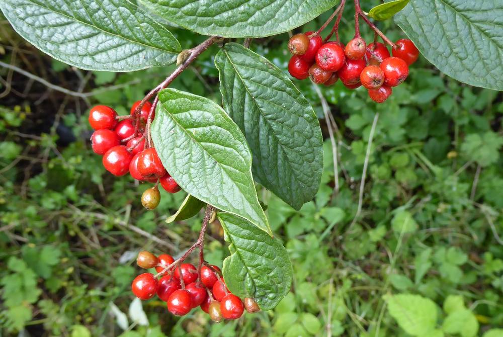 Cotoneaster bullatus berries. Again not soething we planted but it establihed itself behind other bushes