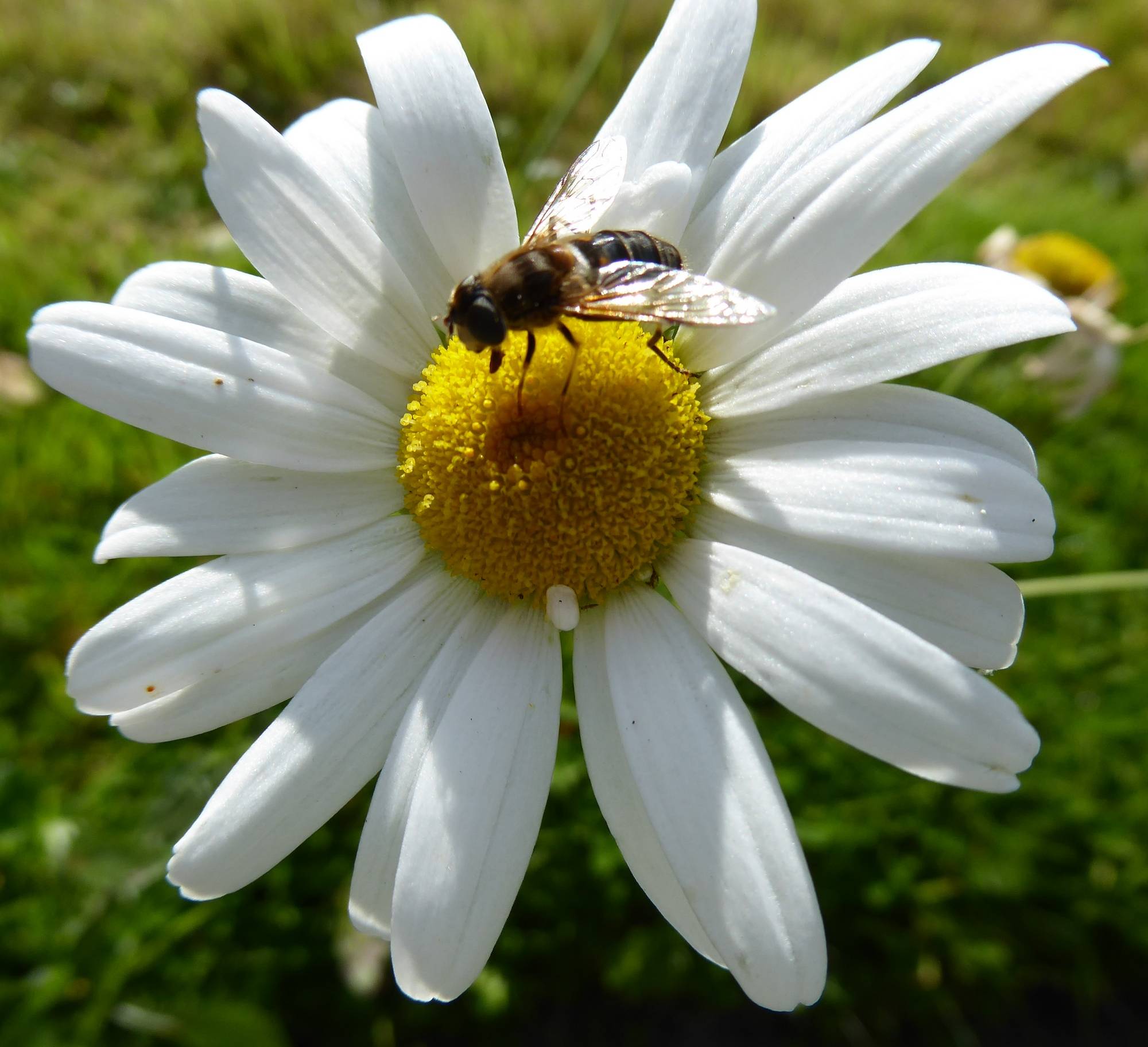 Pollinator on oxeye daisy