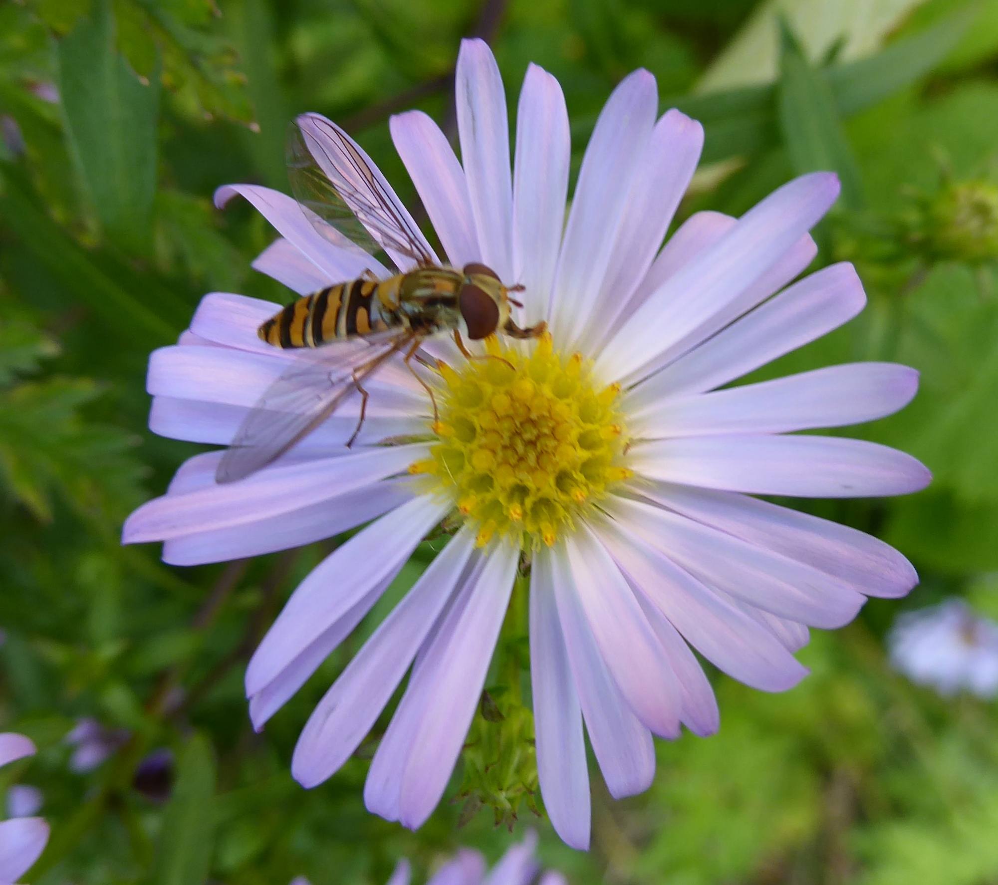 Pollinator on michaelmas daisy