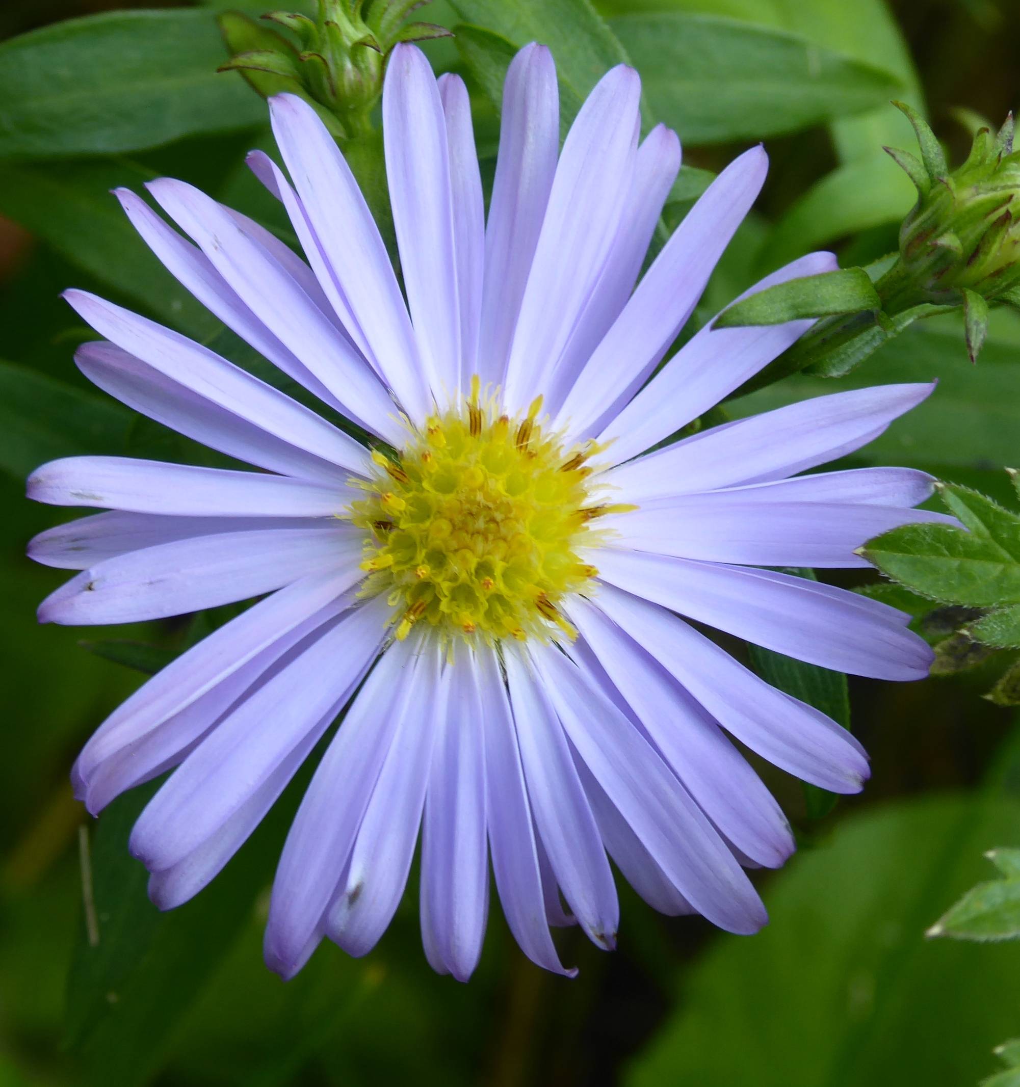 Michaelmas Daisy