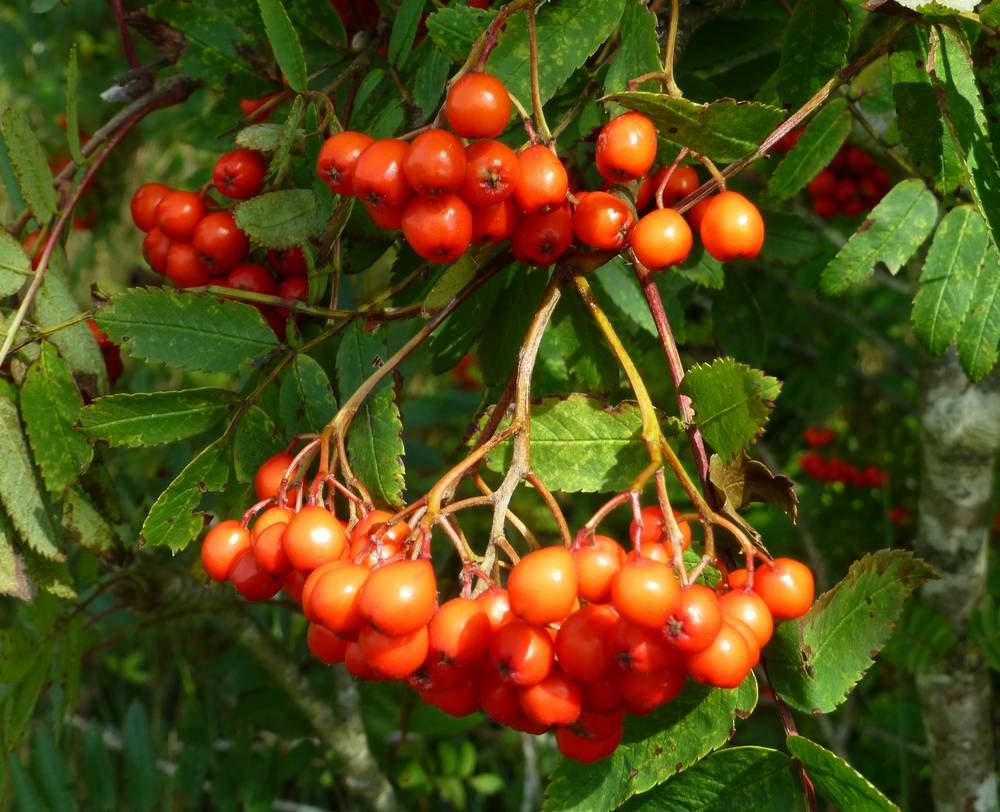 Rowan Berries