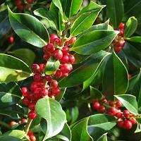 Holly Berries