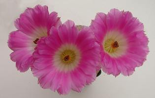 Flowering cactus