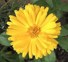 Calendula