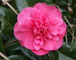 Camellia Japonica