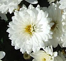 Chrysanthemum