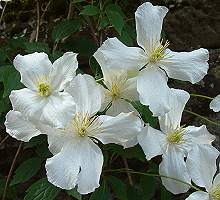 Clematis