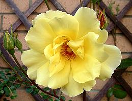 Yellow Rose