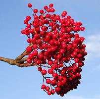 Rowan berries