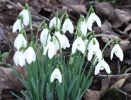 Snowdrops