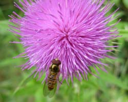 Bee on a thistle