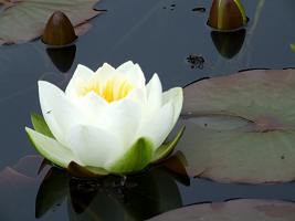 Water Lily