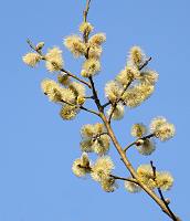 Flowering Willow Catkins