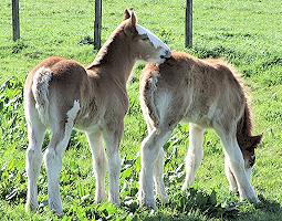 Clydesdale foals