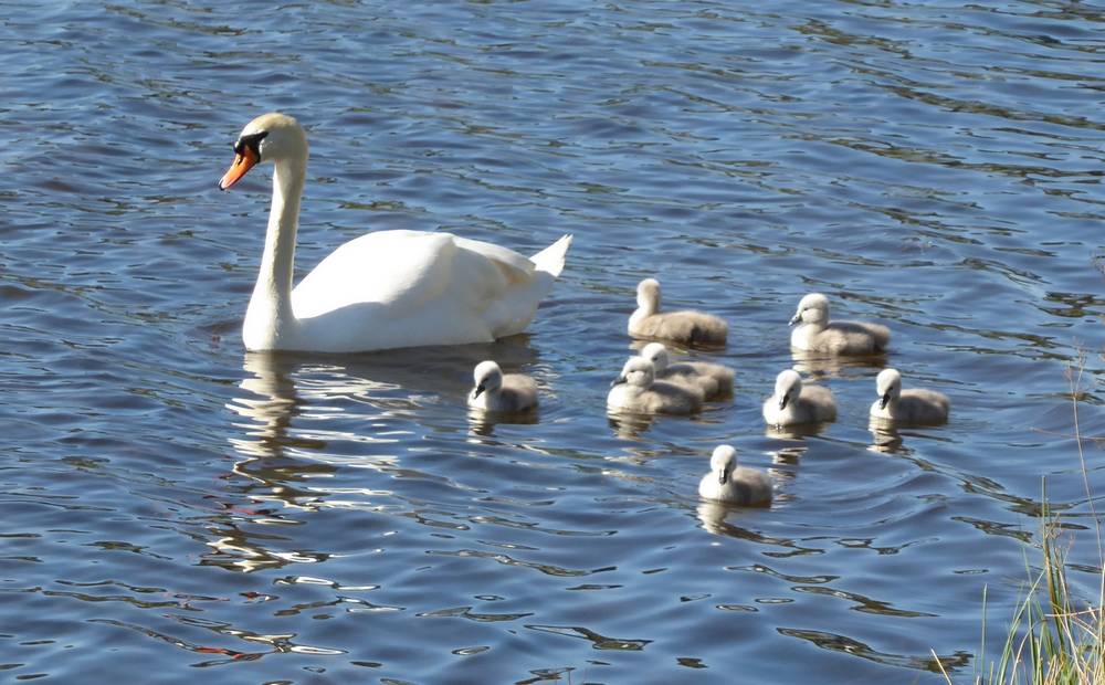 Swan and cygnets on Stable Lake, Douglas Estate