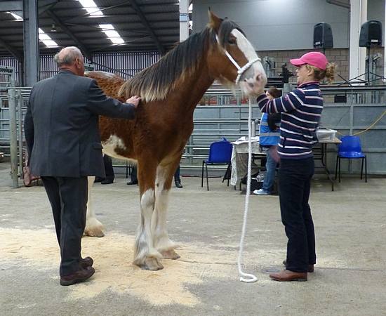 Lanark Foal Show 2014