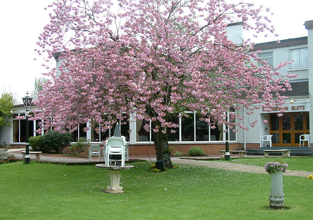 Springtime in the garden at the Popinjay Hotel, Rosebank