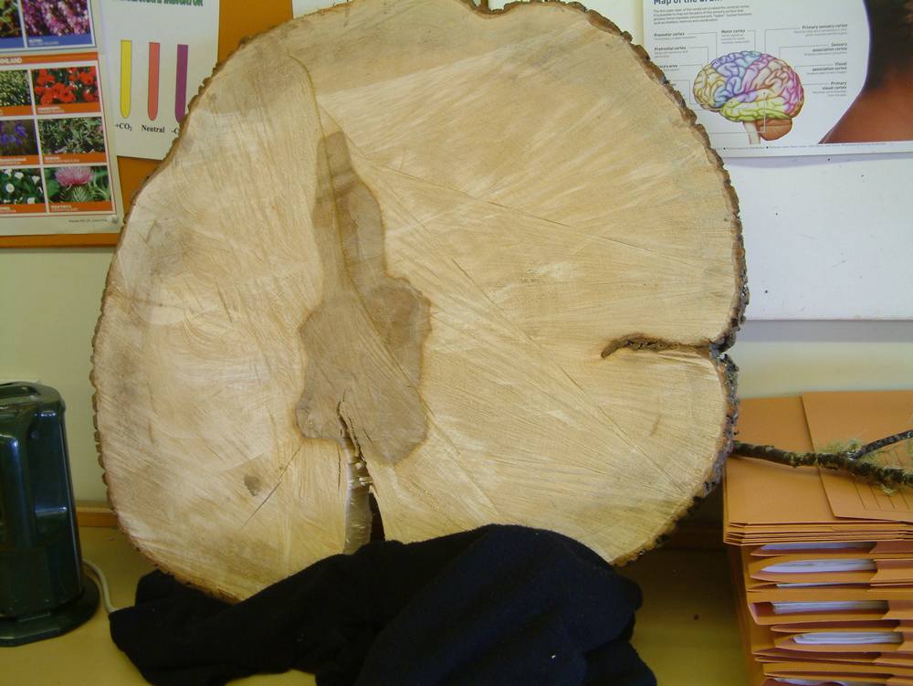 Tree cross-section in Biology Department