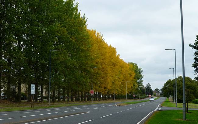 Autumn colours in line of trees beside B7078 in Lesmahagow 