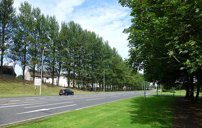 Line of trees beside B7078 in Lesmahagow