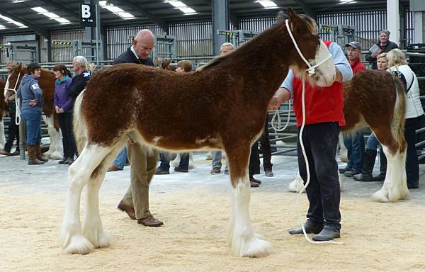 Judging at Lanark Foal Show