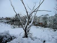 Snowfall in Lesmahagow