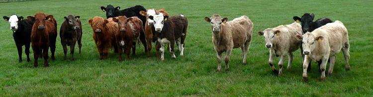 Young cattle near Lesmahagow